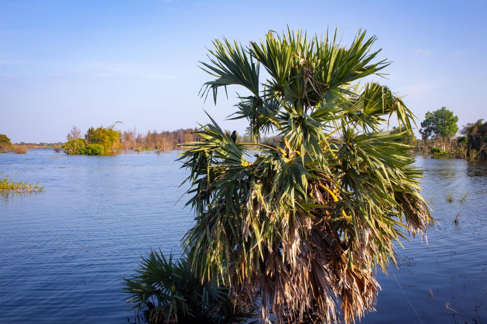 Mature Palmyra palm with fan fronds growing in water