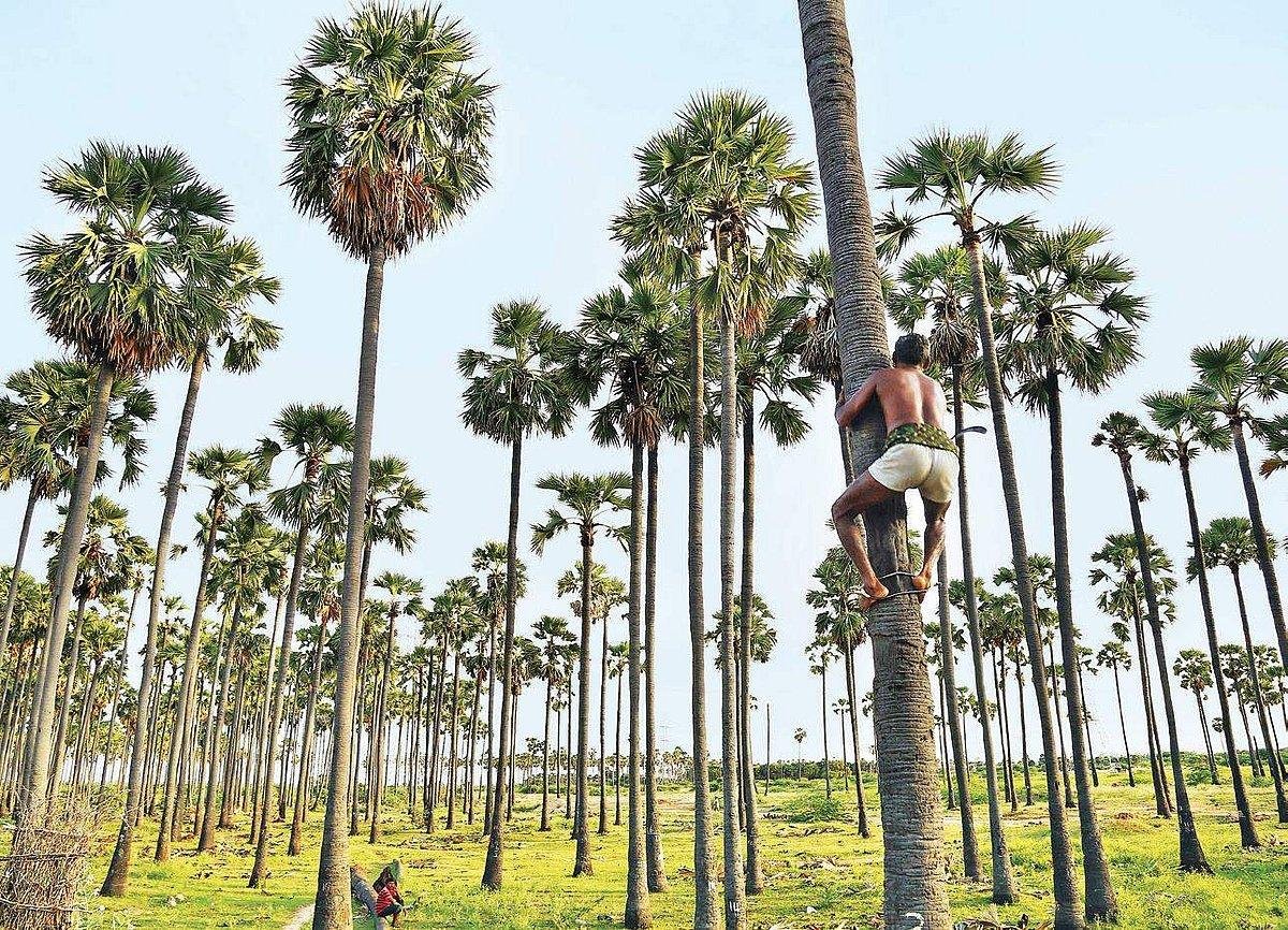 Traditional climber ascending a Palmyra palm in a grove