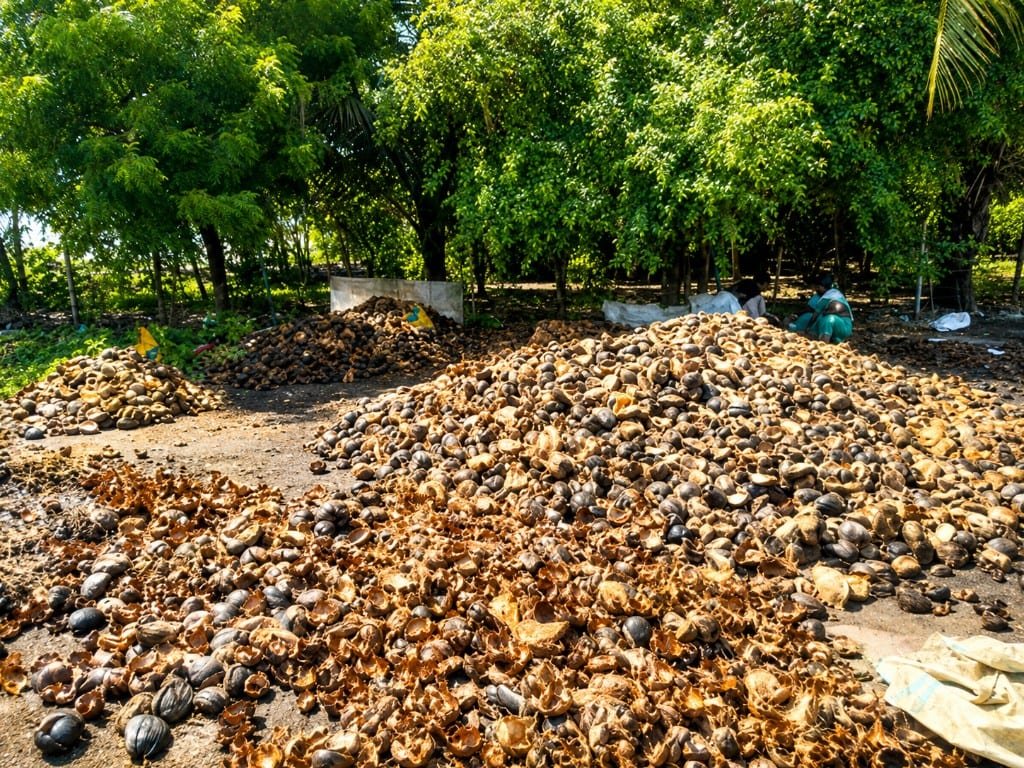 Large-scale Palmyra seed collection and segregation in Thoothukudi