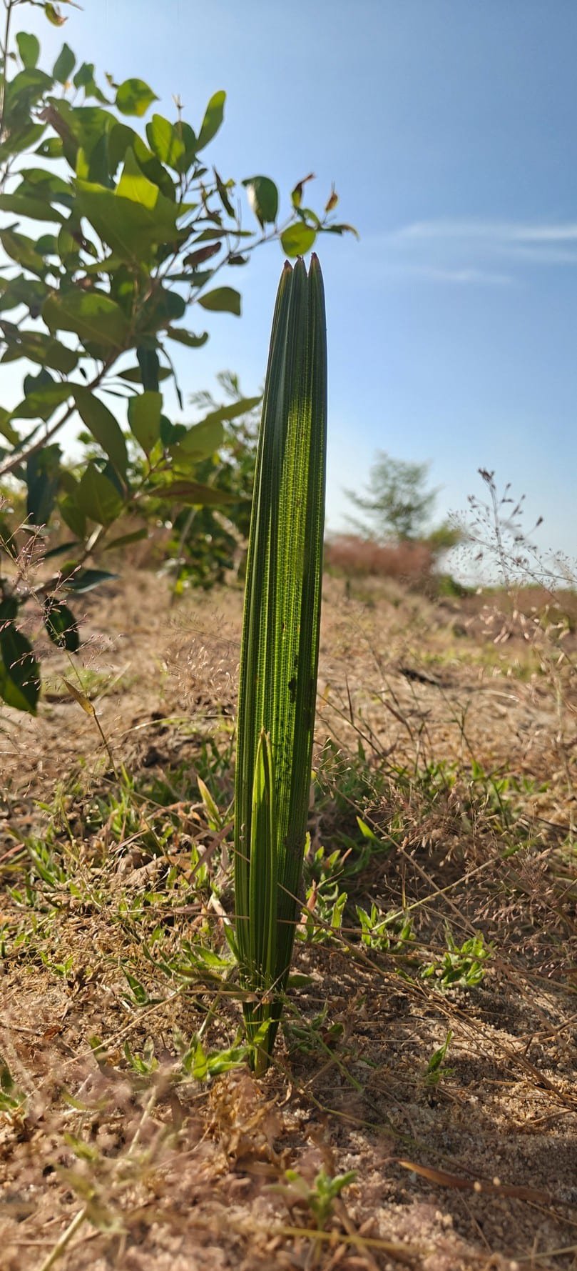 Eight-month-old Palmyra seedling proving establishment