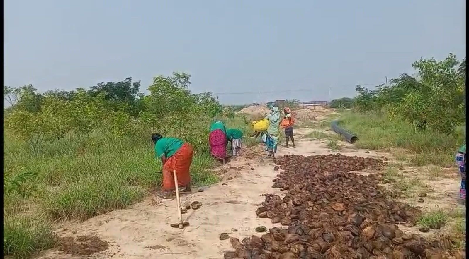 Community workers transporting and sowing Palmyra seeds along a field path