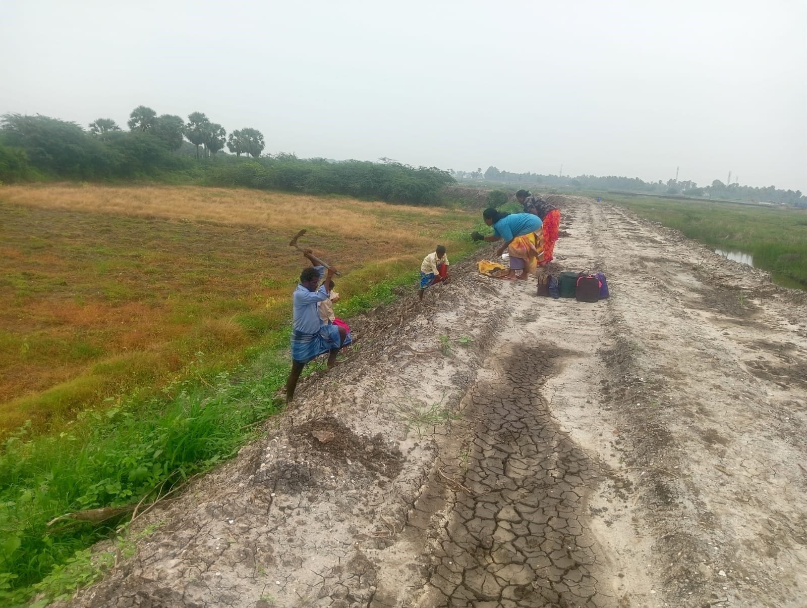 Community members sowing Palmyra seeds on a waterbody bund